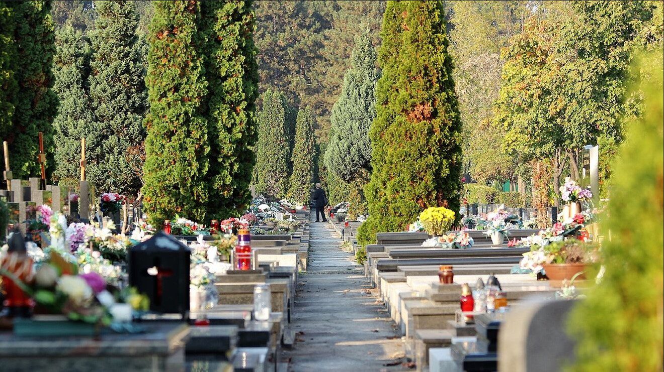 Por qué abundan los cipreses en los cementerios