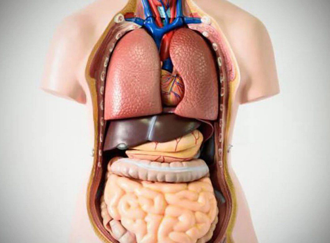 Cuál es el organo más pesado del cuerpo humano
