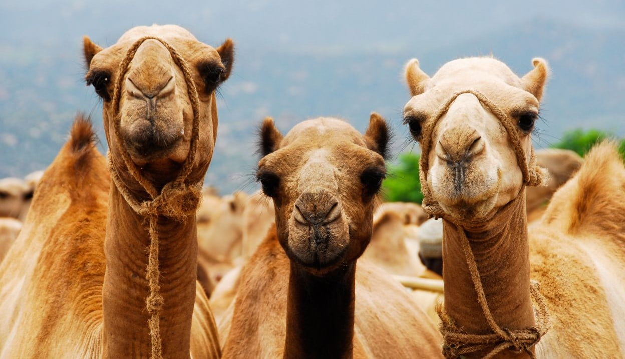 Por qué llamamos "camellos" a los traficantes de droga