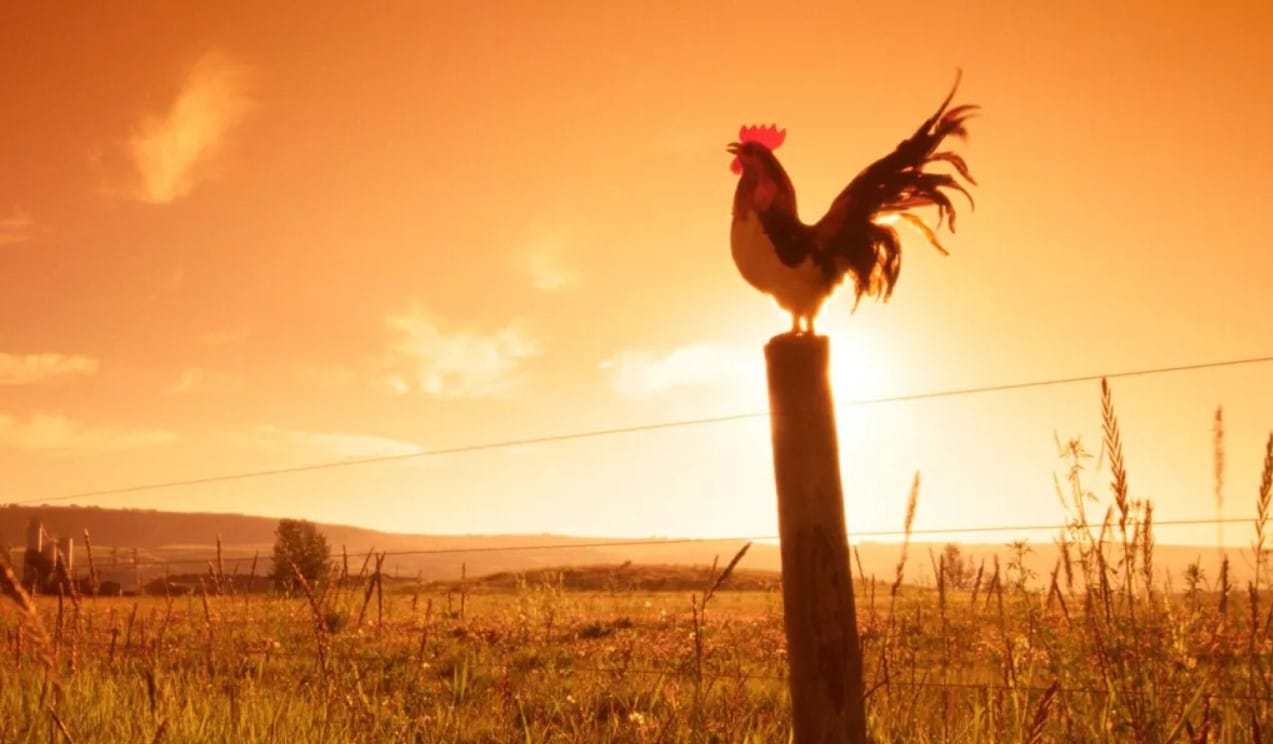 Por qué cantan los gallos al amanecer