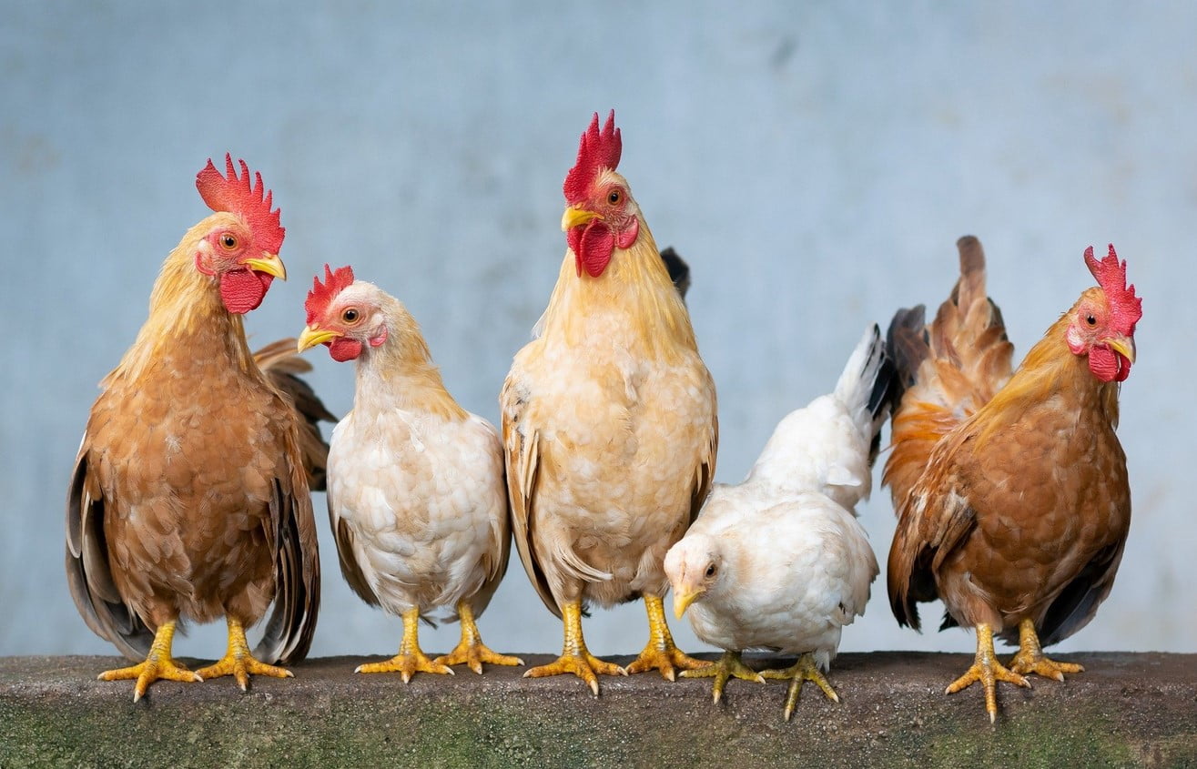 Por qué asociamos el término gallina a cobarde