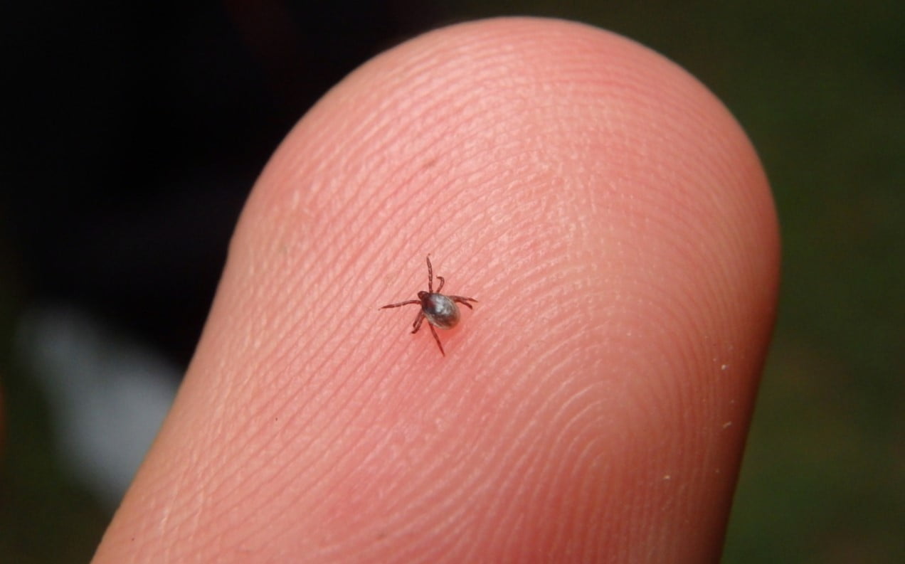 Cuál es el insecto más pequeño del planeta