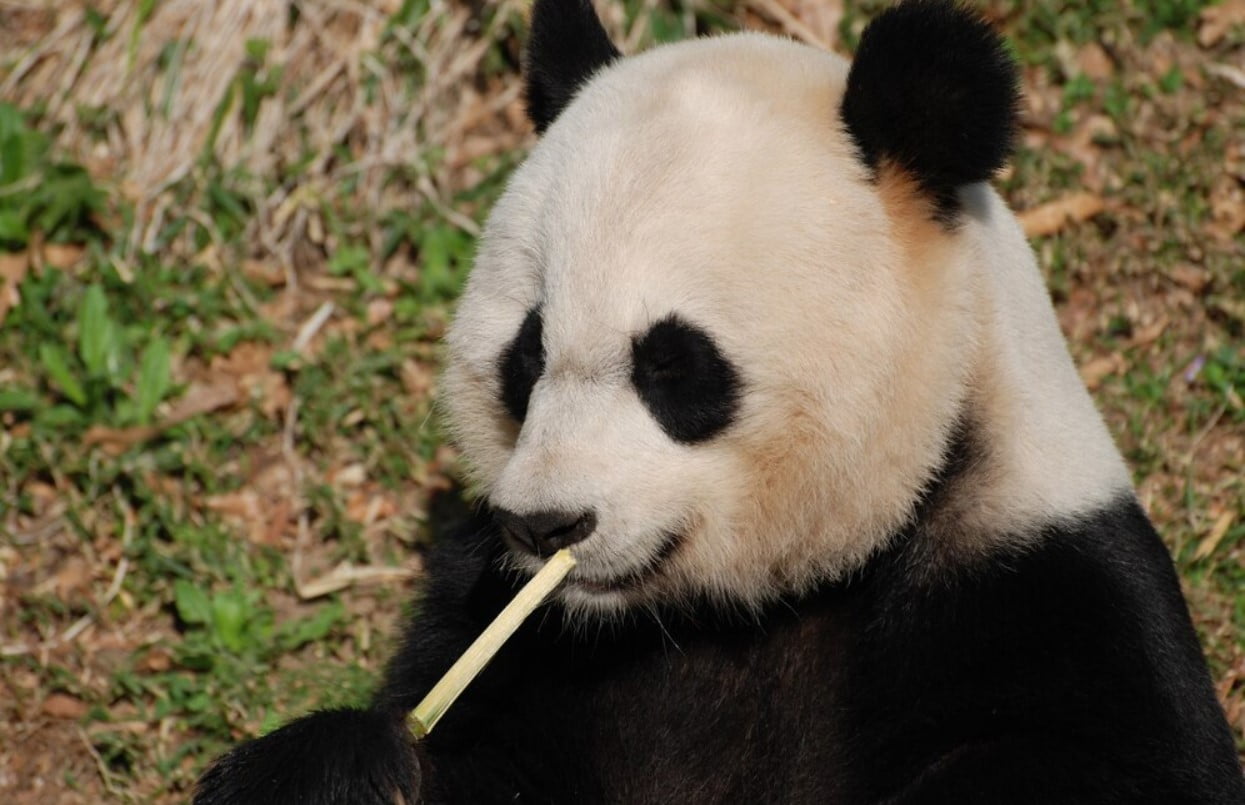 Cuánta comida puede consumir un oso panda al día