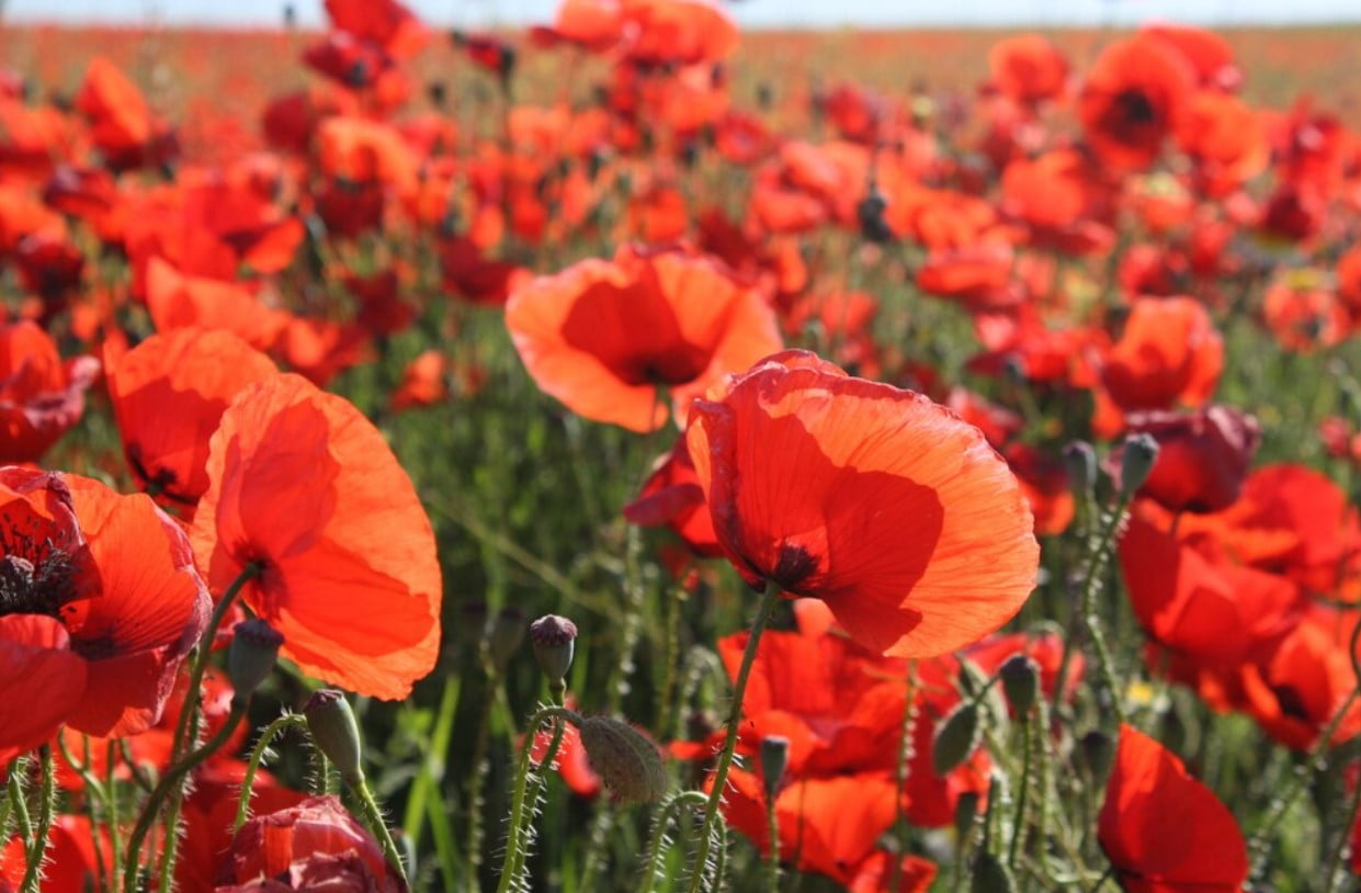 Amapolas