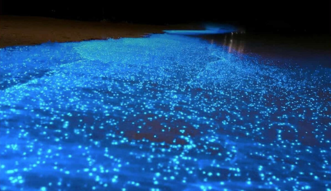 En qué consiste la bioluminiscencia