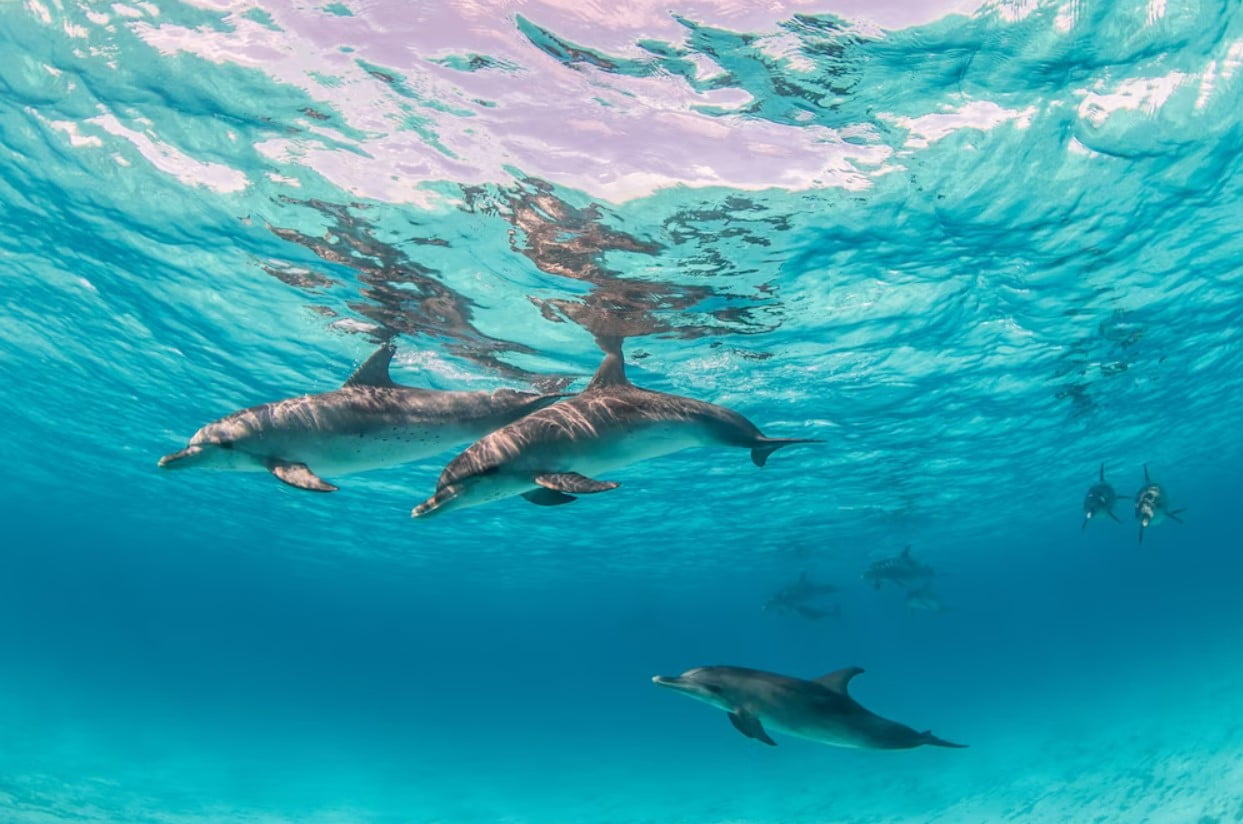 Delfines bajo el agua