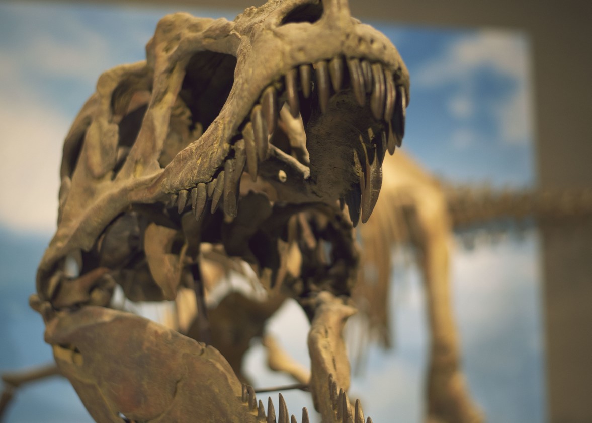 Fósil T-Rex
